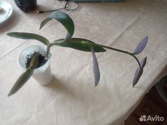 Сеткреазия, фикус