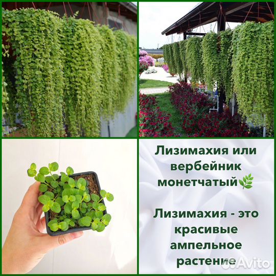 Лизимахия