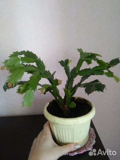 Декабрист белый