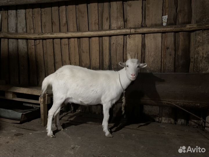 Коза зааненской породы, дойная