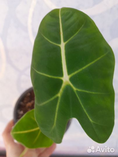 Алоказия фрайдек мишольца