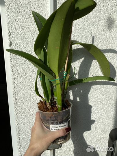 Орхидея каттлея