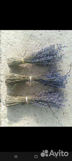 Лаванда сухоцвет