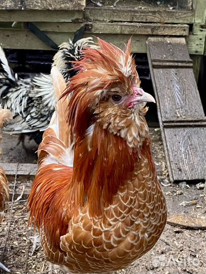 Инкубационное яйцо палуана И Петушки