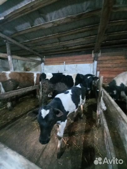 Корова с теленком дойная