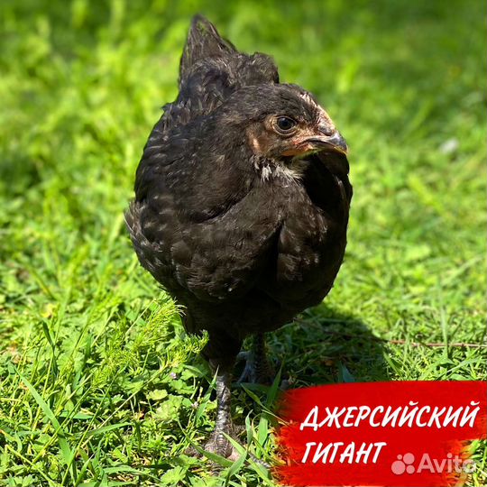 Цыплята 2 месяца