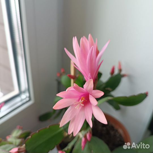 Рипсалидопсис, пасхальный кактус обмен или покупка