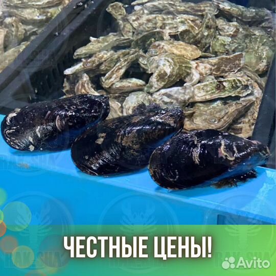 Мидии Грея Гигант