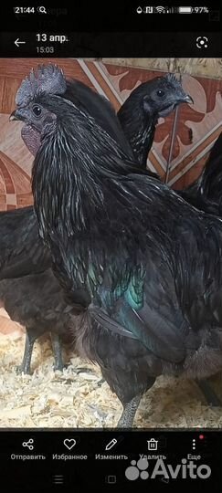 Петухи китайской породы Ухейилюй