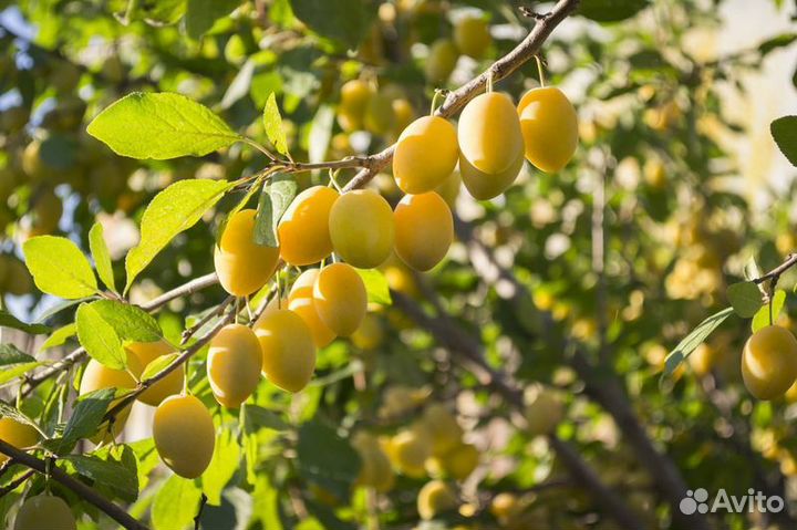 Продаю саженцы сирени крупноцветковой, пионов