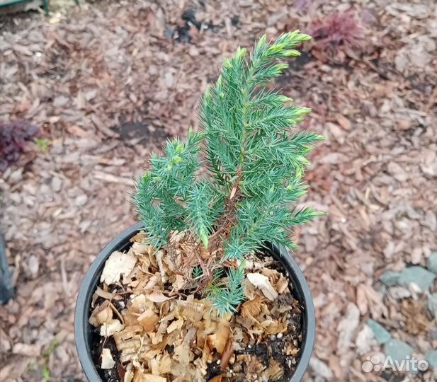 Ива хакуро нишики, агератум, статица