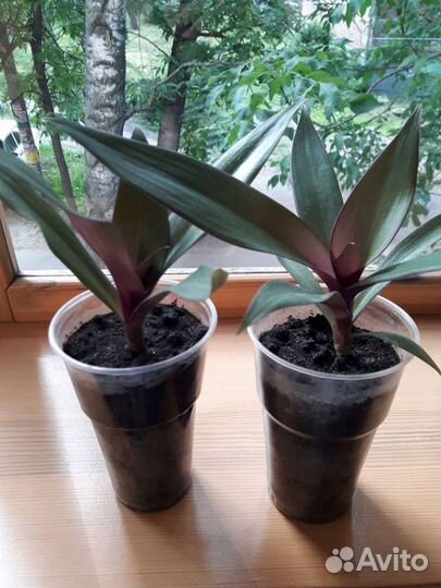 Рео традесканция