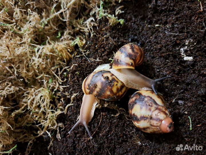 Улитки архахатины