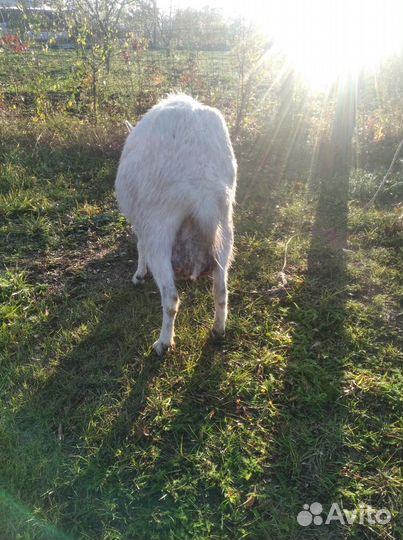 Коза дойная 3 года.Цена 6500