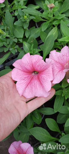 Цветы петуния