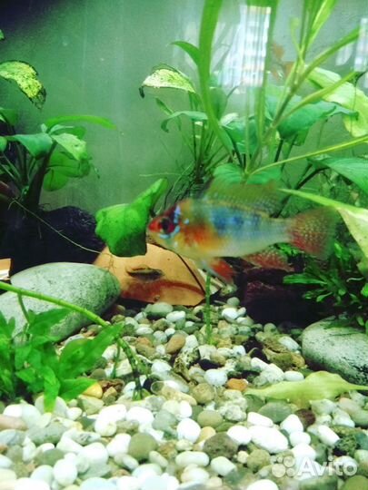 Апистограмма Рамирези Темный Сапфир