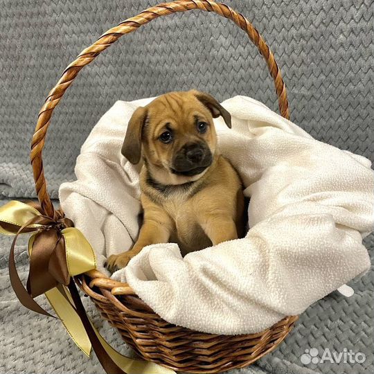 Отдаём щенка (девочку)