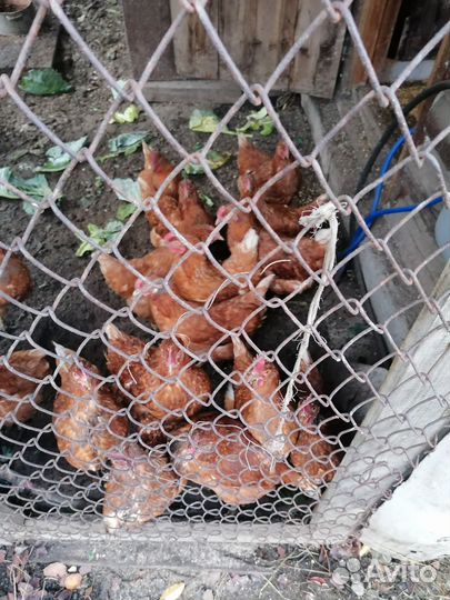 Куры несушки. Петухи