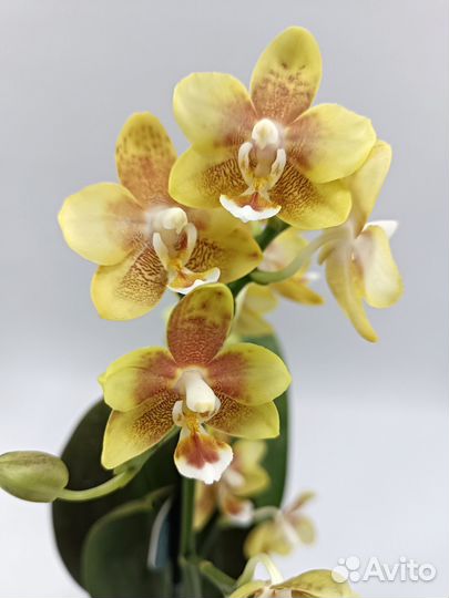 Орхидея Фаленопсис Gaia