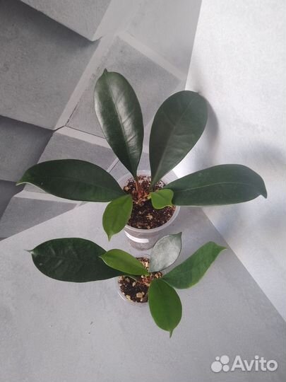 Сортовые фикусы