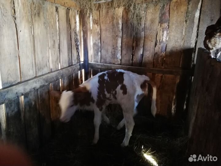 Телята (2 девочки)