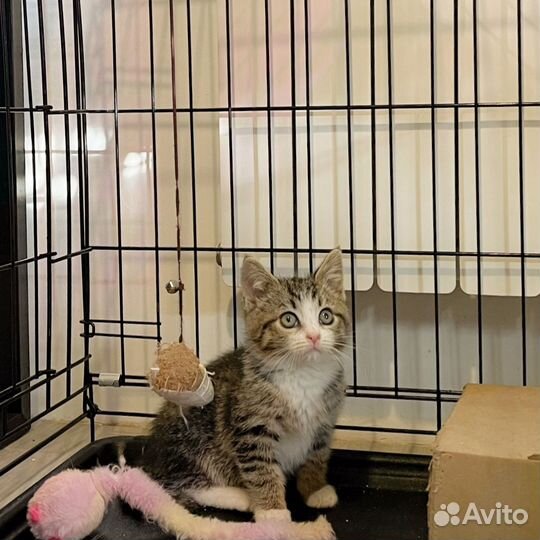 Котёнок - 3 мес (бесплатно)