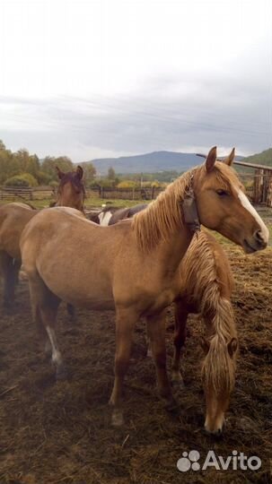 Продам жеребца