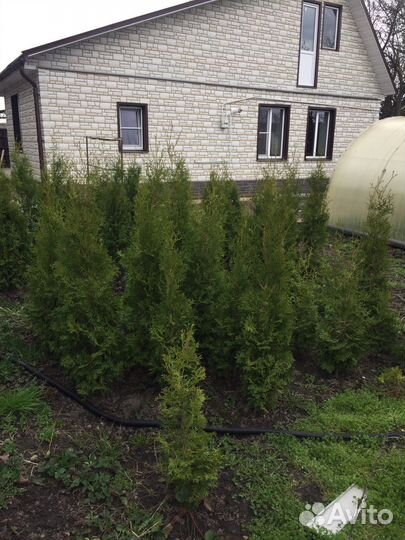 Туя разных рамеров