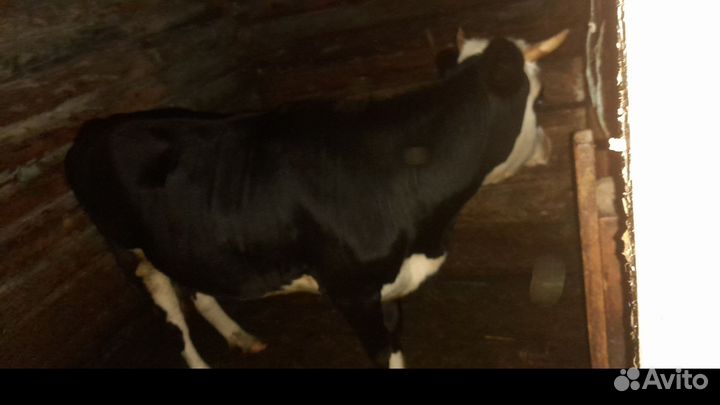 Корова телка