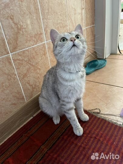 Кошка ищет дом