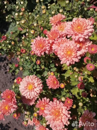 Хризантемы и многолетние астры