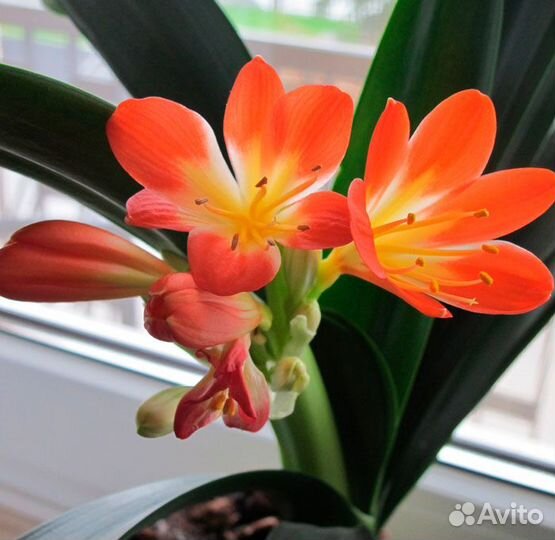 Кливия вариегатная