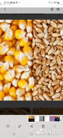 Пшеница ячмень кукуруза