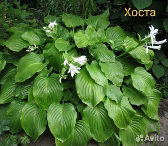 Многолетники: рябинник, хоста, гортензия, монарда