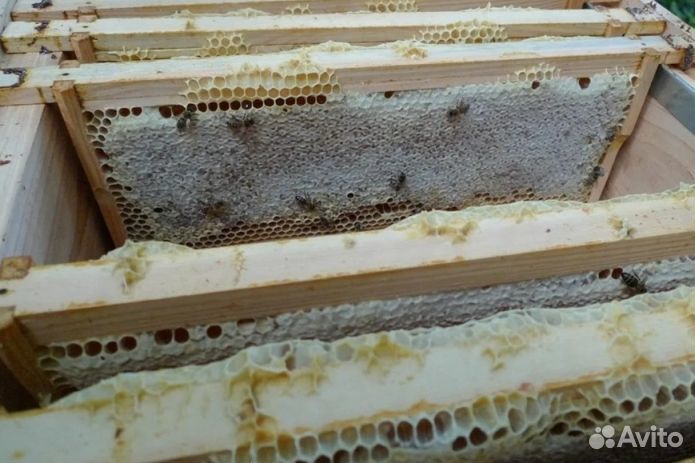 2023 года Мед из Алтая опт