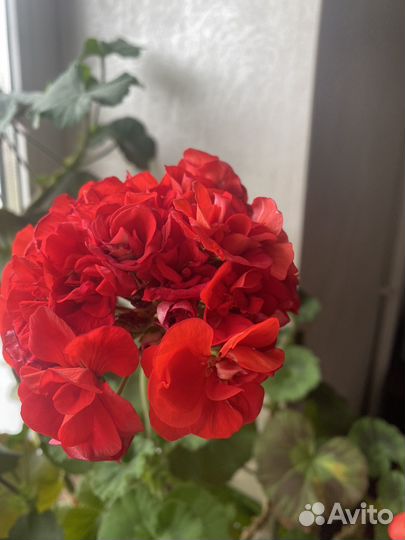 Герань пеларгония