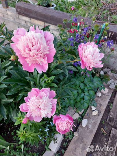 Пион двухцветный и белый