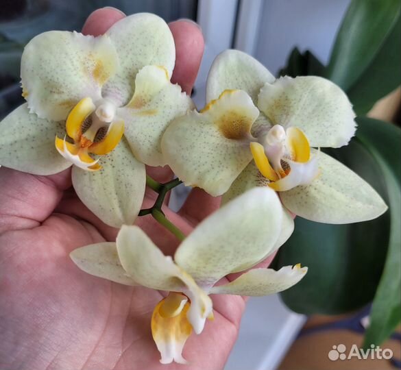 Орхидея фаленопсис редкий с мутацией
