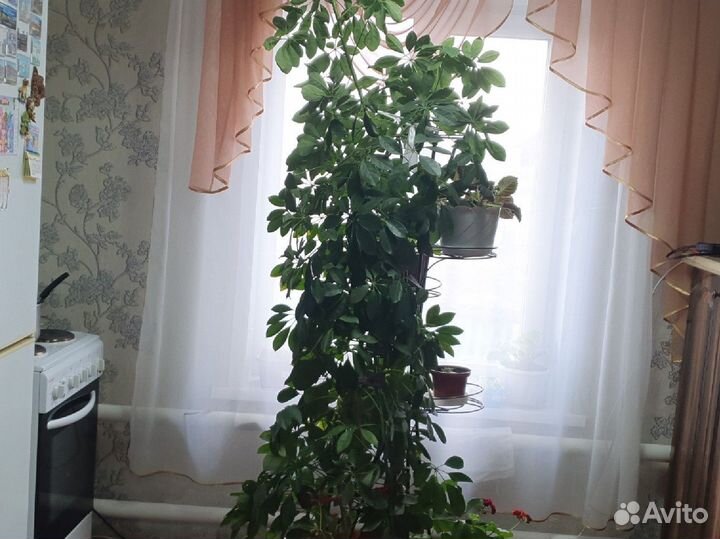 Комнатные цветы шефлера