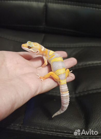 Ручные малыши эублефары