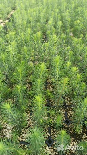 Саженцы ели европейской окс
