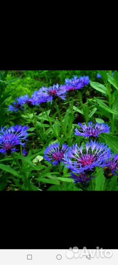 Саженцы садовых цветов Ромашка, ирисы, нарциссы