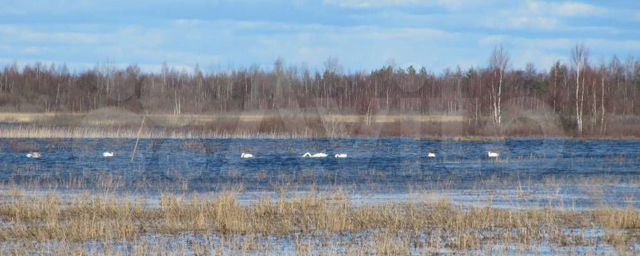 Участок 10 сот. (ИЖС)