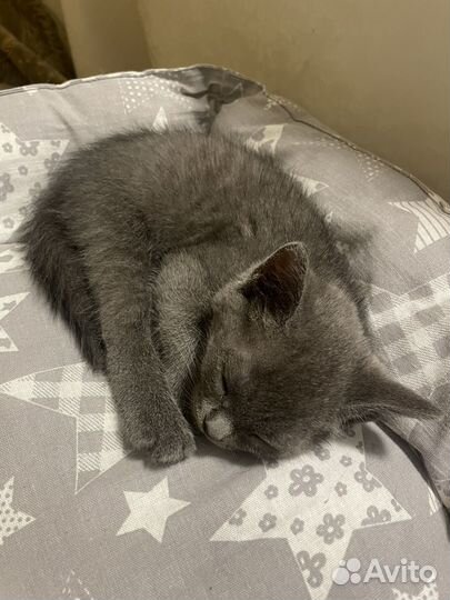 Котята бесплатно