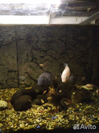 Рыбы цихлиды