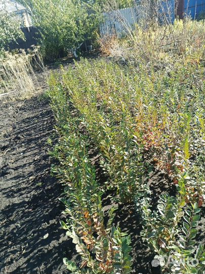 Кизильник блестящий