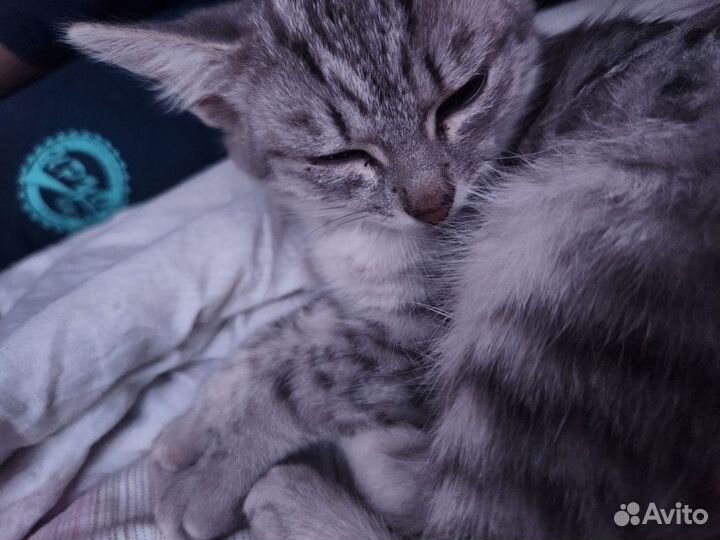 Котята отдам в добрые руки