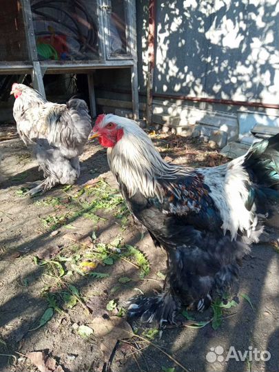 Петух брама