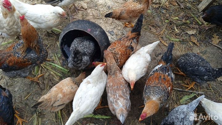 Индюки, цыплята кур