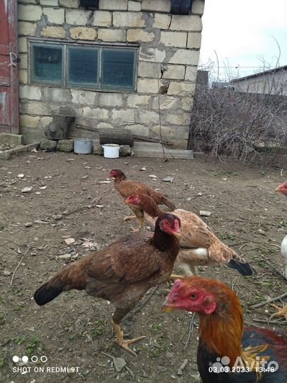 Бойцовые куры